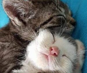 Gato LOp