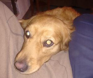 HUMBERTO