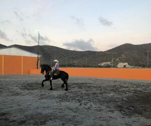 tigre14